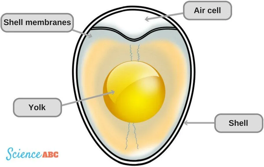 air sack of egg
