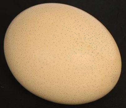 egg pores