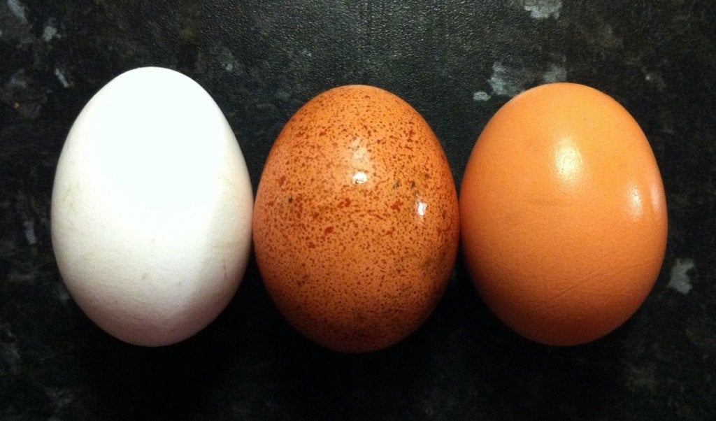 egg-colors