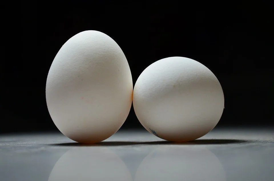 eggs