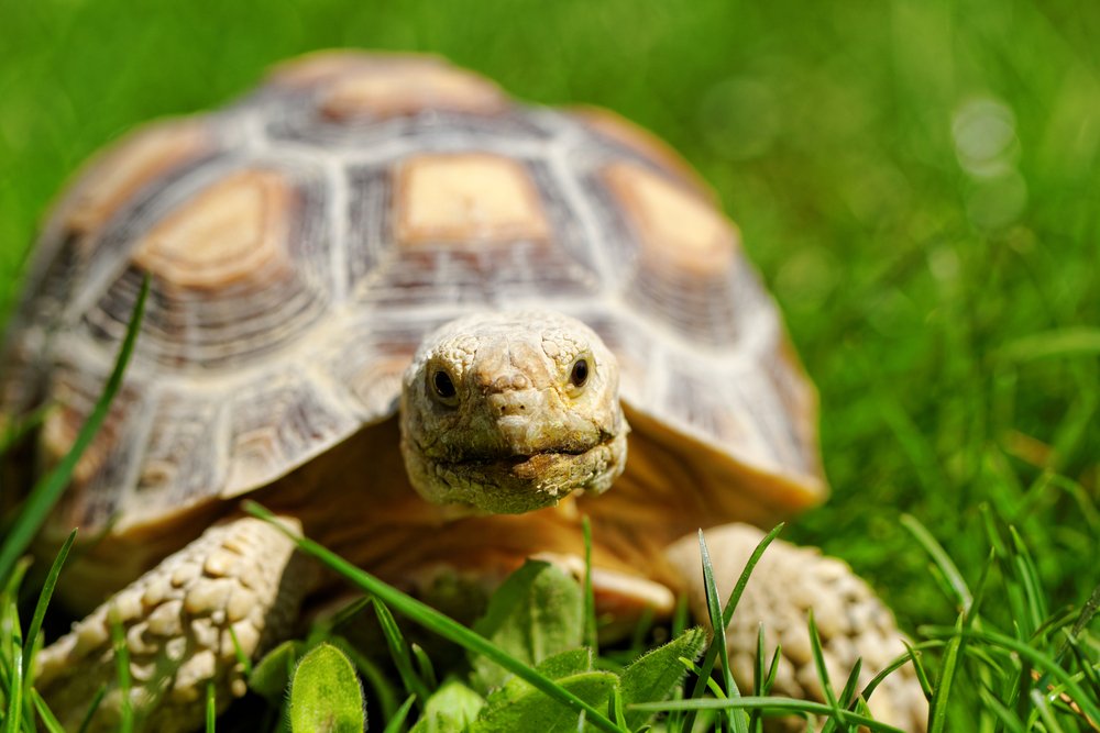 African Spurred Tortoise