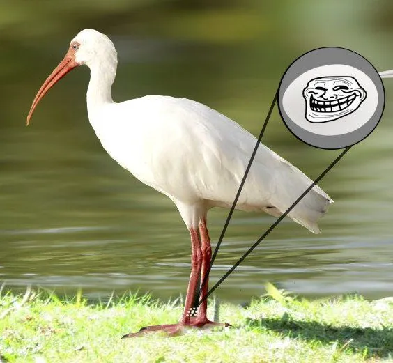 Eggs hitch a ride on the body parts of birds and land-based animals without the latter even knowing about it.