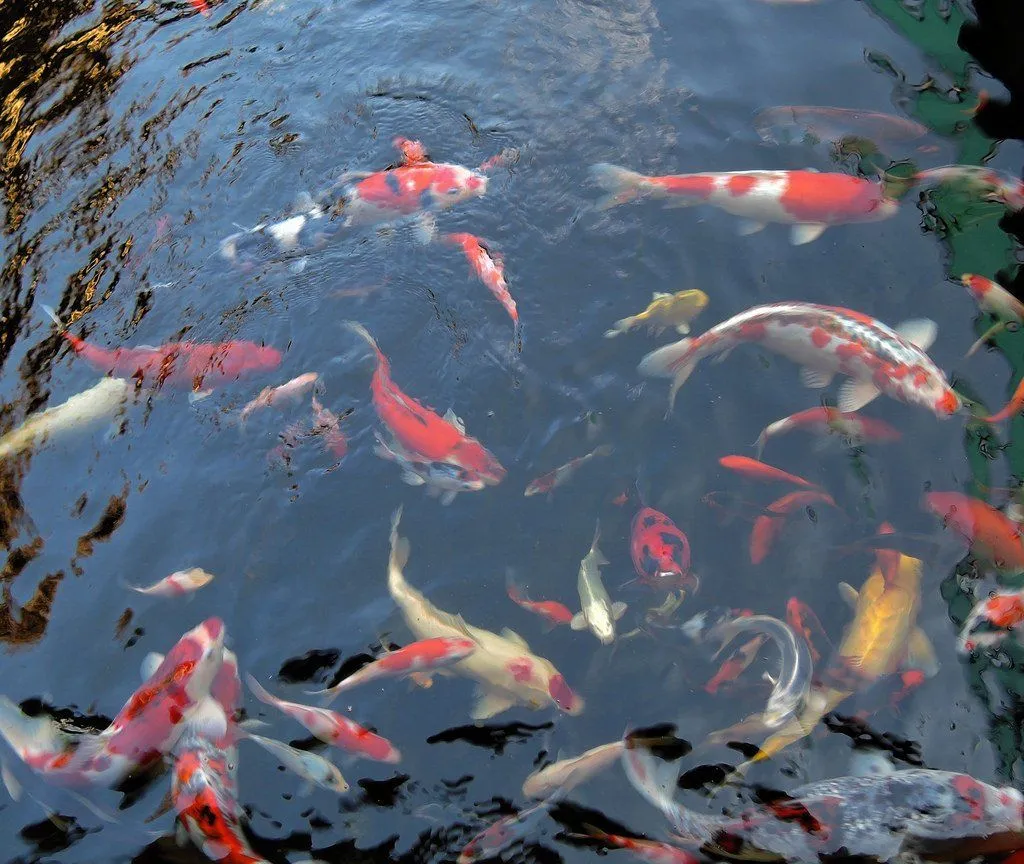 fish in pond