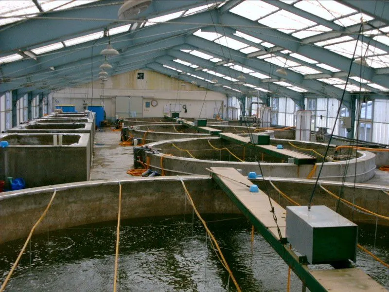 A hatchery (Photo Credit: Wikimedia Commons)