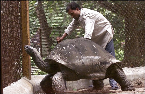 giant tortoise