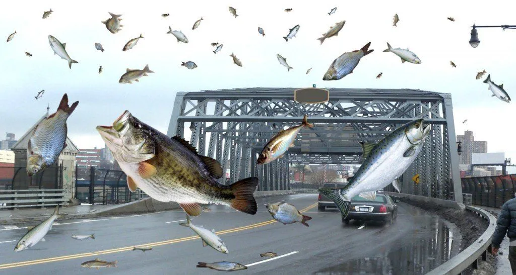 Raining Fish And Frogs: Can It Really Rain Animals?