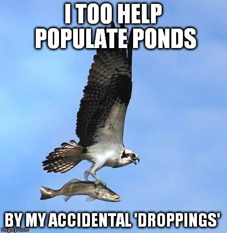 Where Do Fish Come From In New Lakes And Ponds?