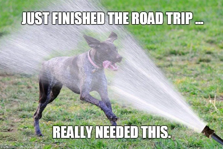 Dog drinking funny meme