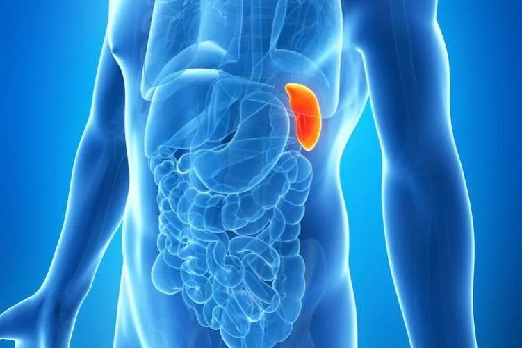 Can You Live Without A Spleen?