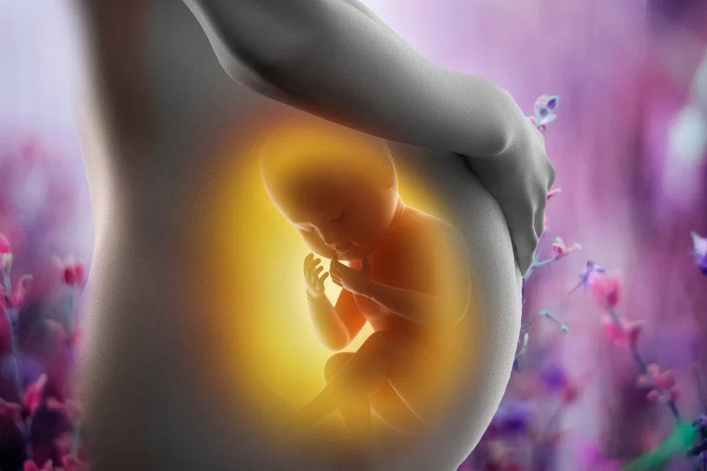 How Does A Fetus Survive In The Womb?