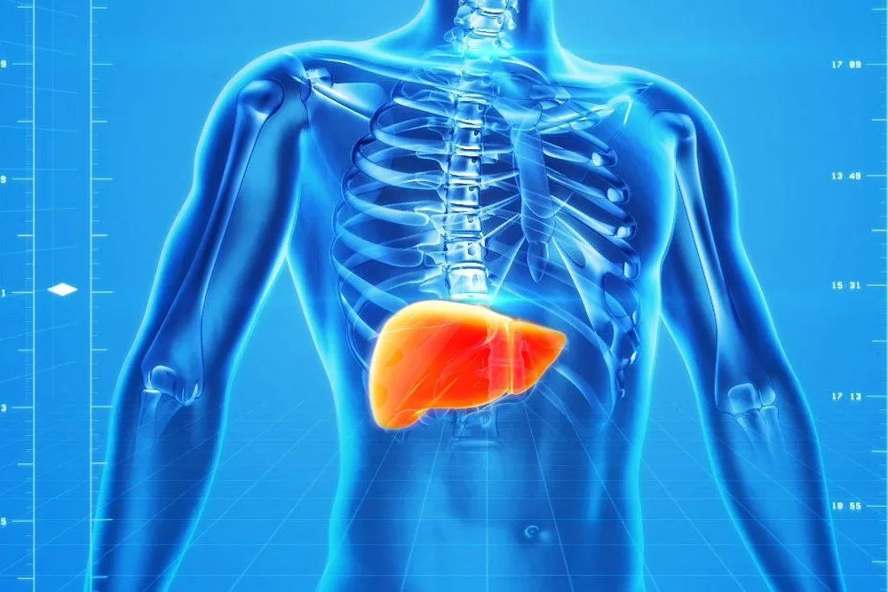 Can You Live Without A Liver?