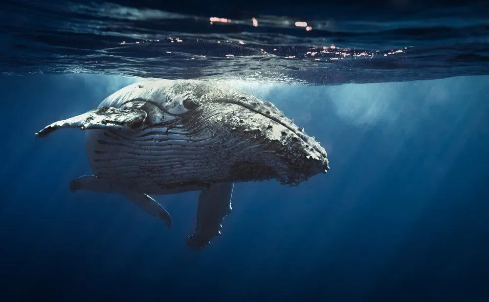 How Can Whales & Dolphins Hold Breath For So Long Underwater?
