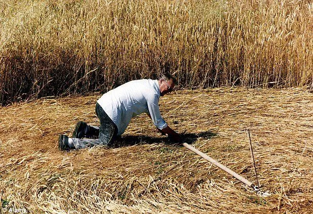 Humans Crop Circles