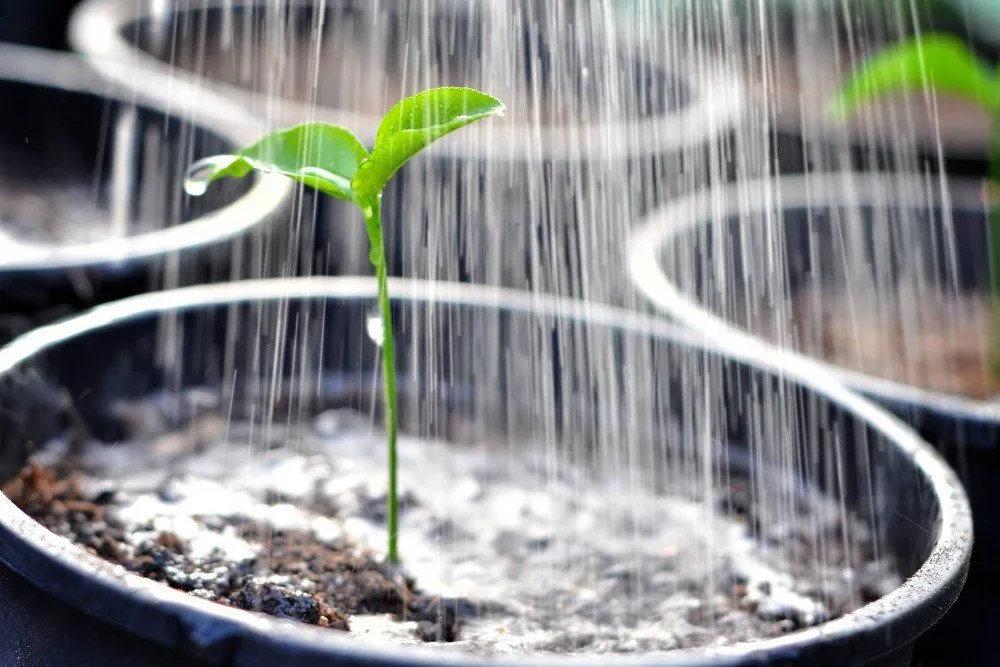 Why Does Over-Watering Kill Plants?