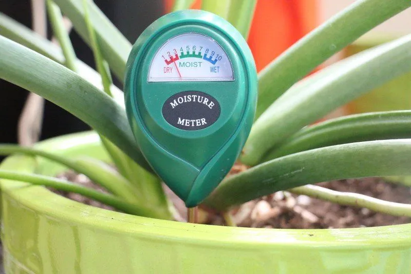 Why Does Over-Watering Kill Plants?