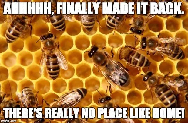 How Do Bees Find Their Way Back To The Hive?