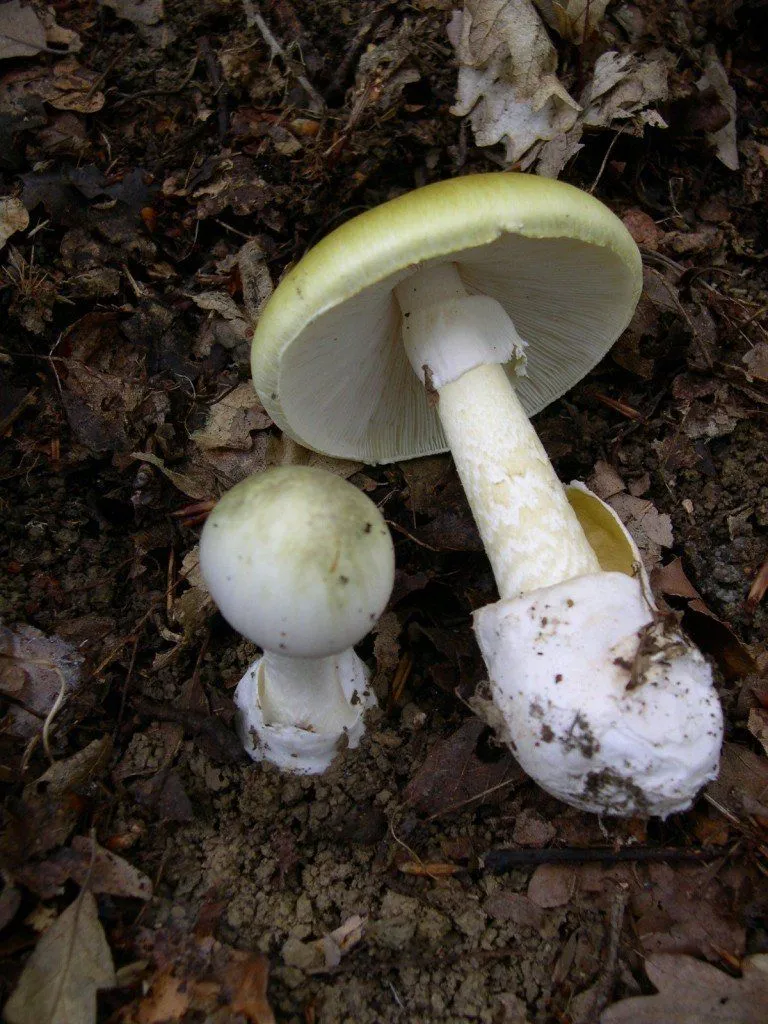 Amanita phalloides. Piacenza's mountains