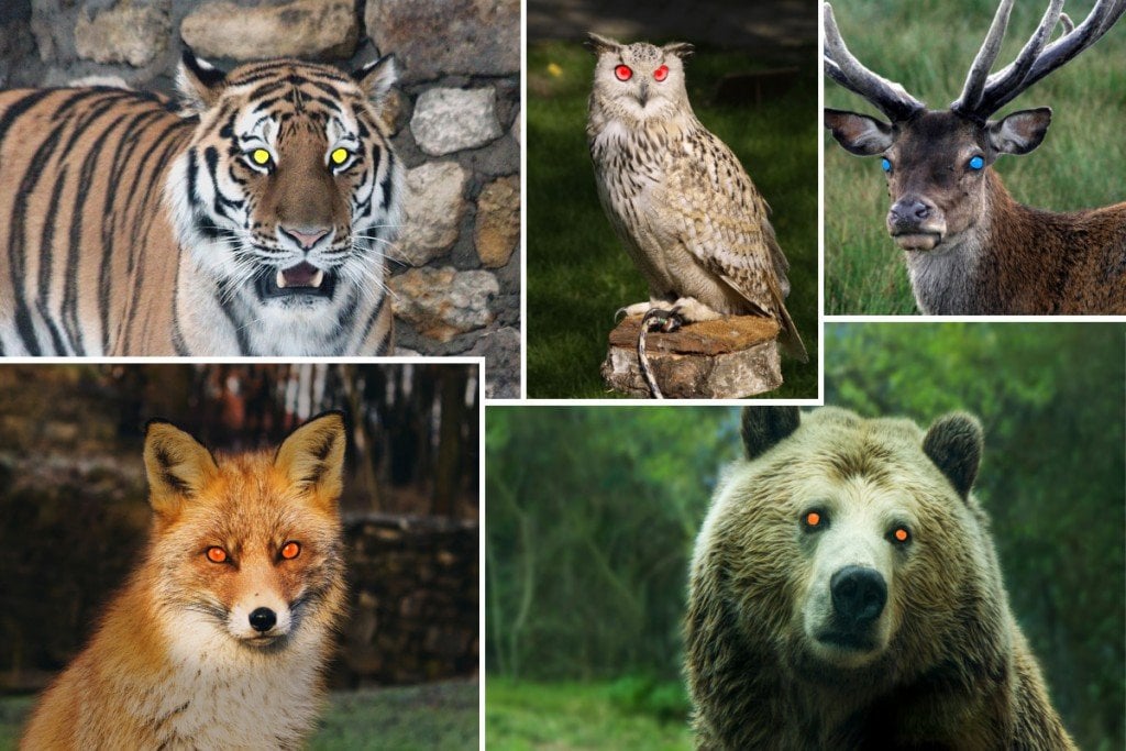 Animals eyeshine Deer tiger owl fox brown bear