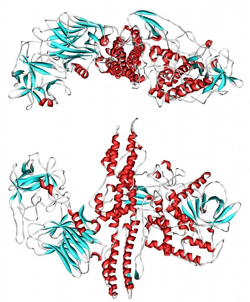 Cartoon representation of Botulinum toxin. PDB entry 3BTA