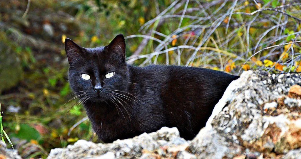 Cat eyeshine