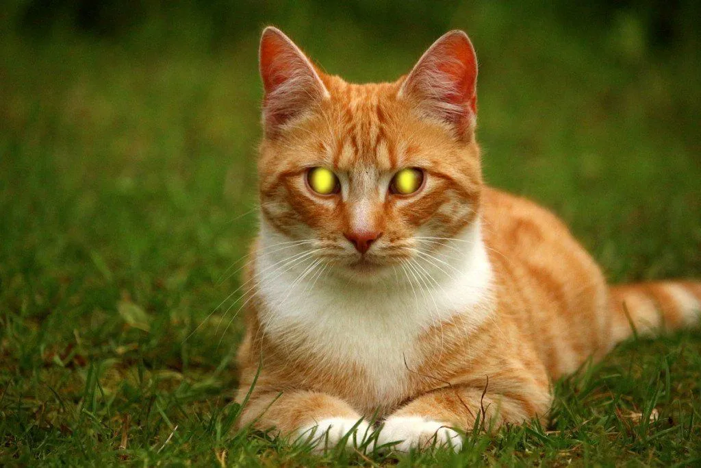 Why Do Certain Animals' Eyes Glow In The Dark?