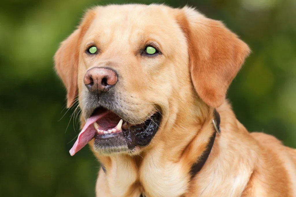 Dog eyeshine