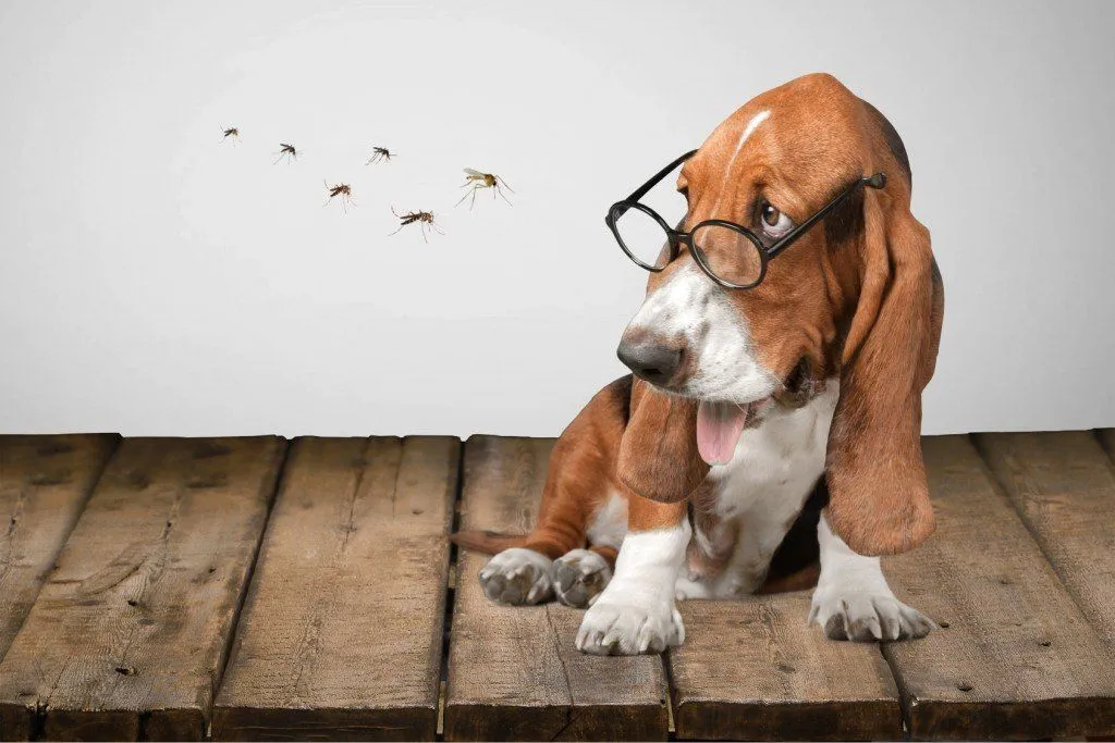 Do Mosquitoes Bite Animals? | ScienceABC