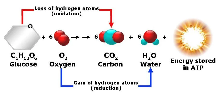 Why Does The Human Body Release Carbon Dioxide?