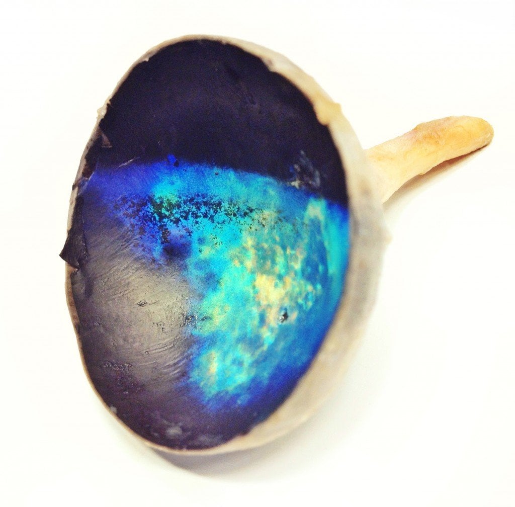 Tapetum lucidum from the eye of a cow