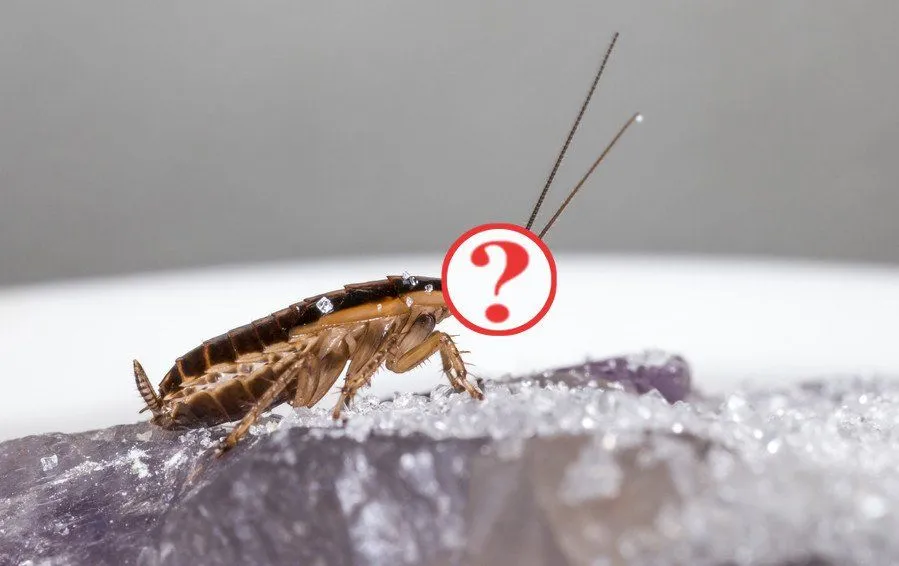 How Can A Cockroach Survive Without Its Head?