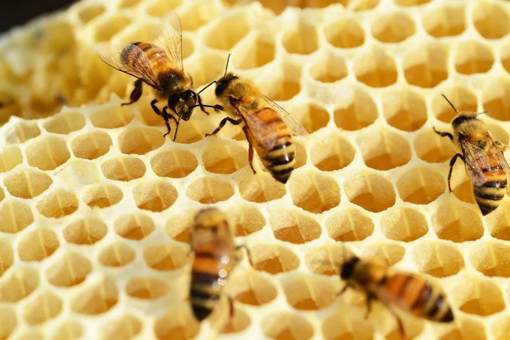 How Do Bees Find Their Way Back To The Hive?