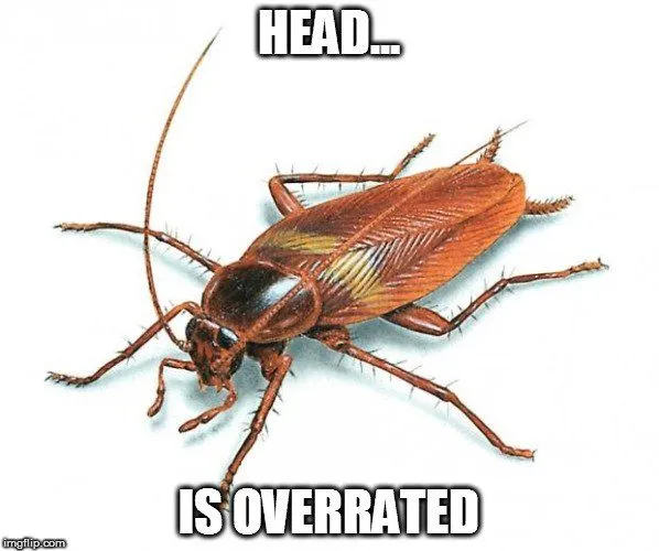 The body doesn’t need the head to survive and neither does the head need the body to survive!