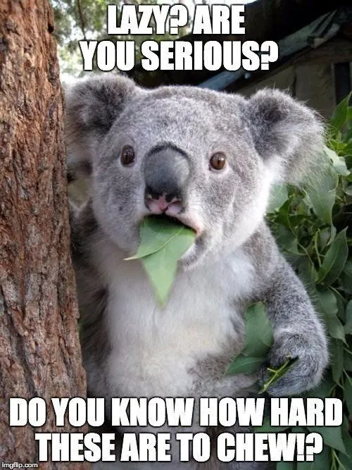 Do Animals Have Fingerprints?