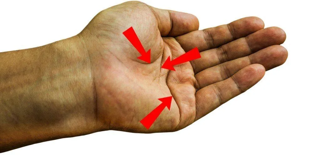 The creases on the palm help the skin to fold and stretch. (Photo Credit: Pixabay)