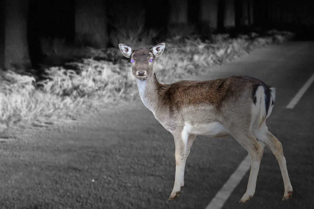 Deer In The Headlights: Why Do Deer Freeze In Headlights?