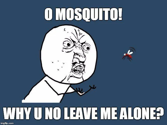 Where Do Mosquitoes Go During Daytime?