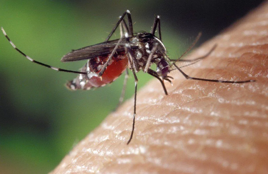Where Do Mosquitoes Go During Daytime?