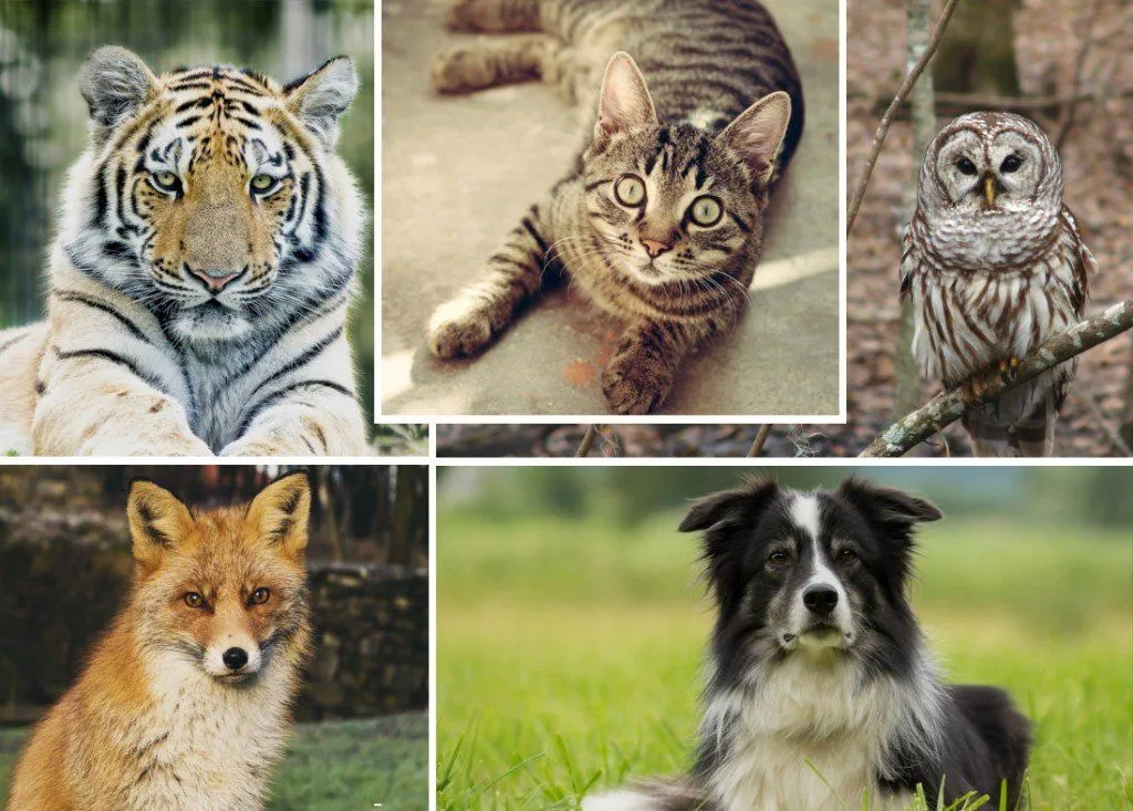 animals with night vision better than humans and you know the drill Dog cat owl tiger fox