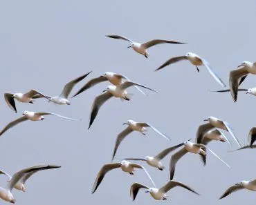 birds group flying together