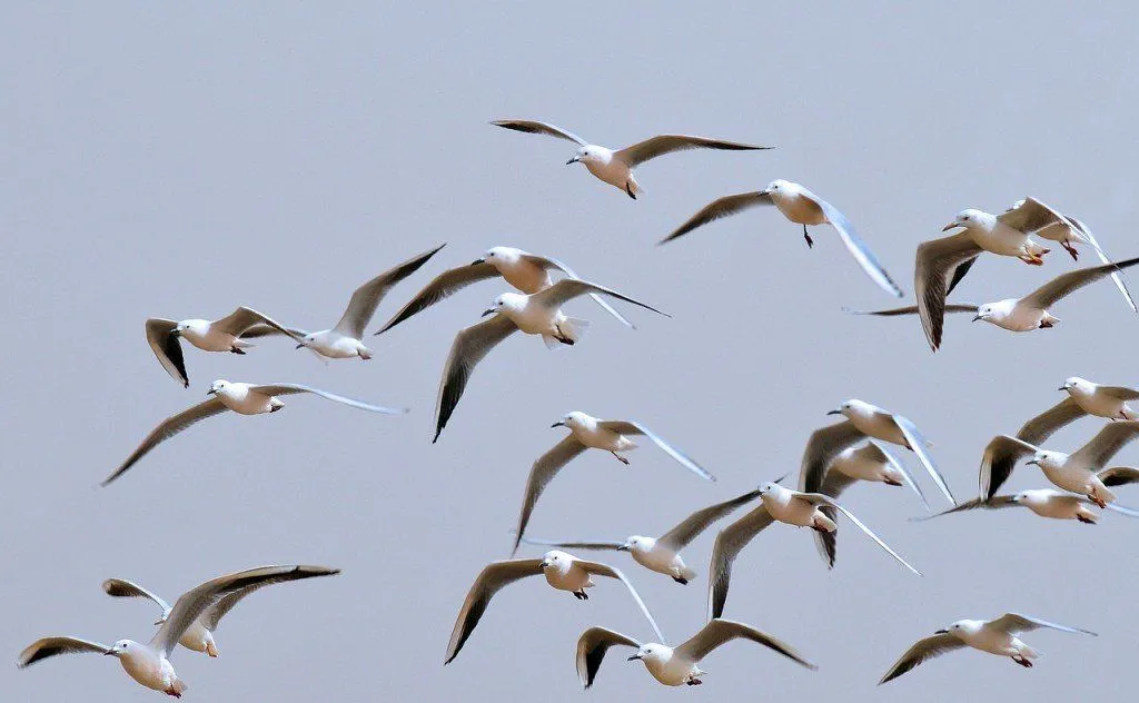 How Do We Track The Movement Of Birds All Over The Globe?