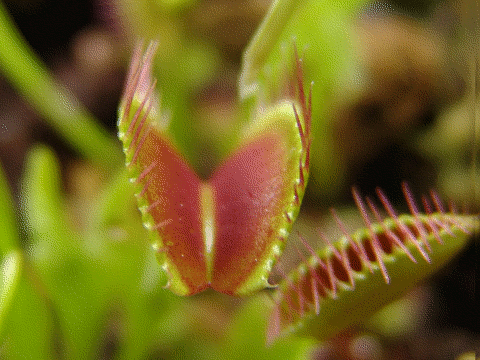 Venus Flytrap 