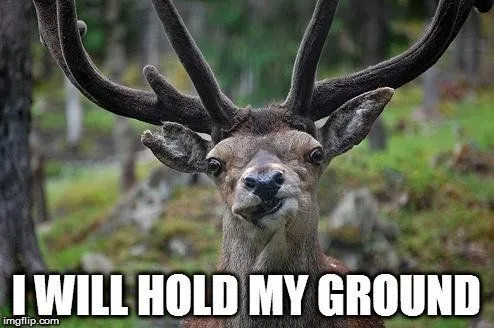 Why Do Deer Get Transfixed By Car Headlights And Freeze In Place?