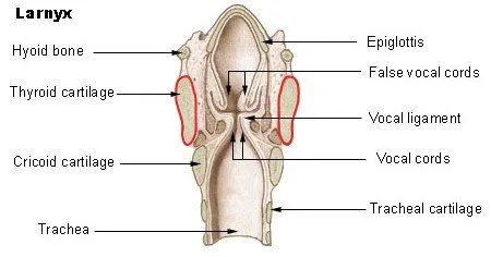 Basic parts of the human larynx Illu larynx