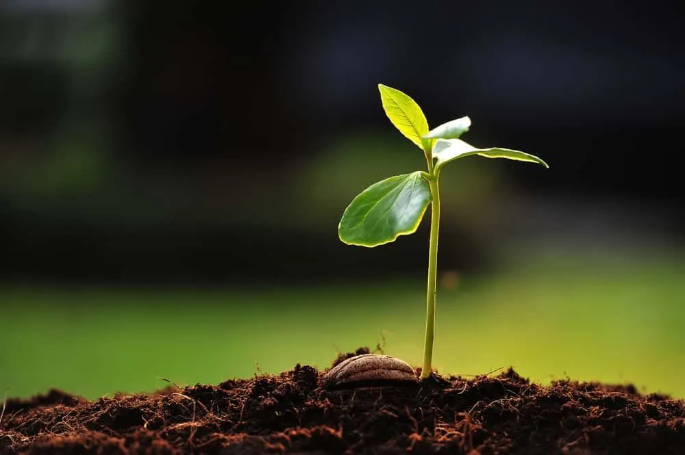 How Do Seeds Know That They Have To Grow Upwards Against Gravity?