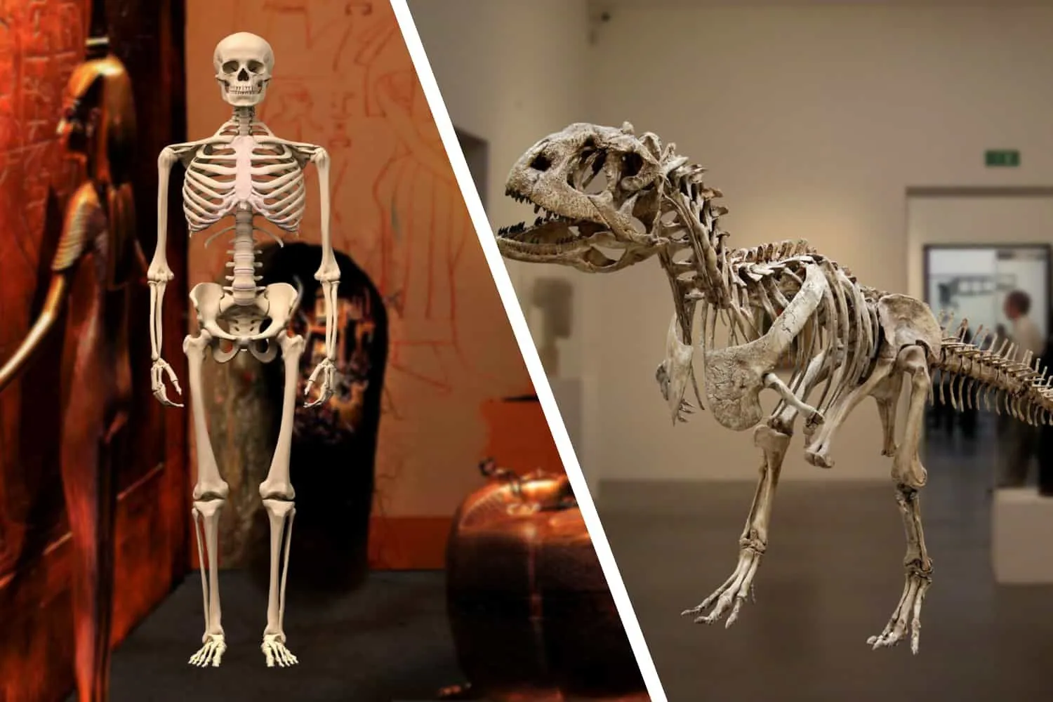 Why Don’t We Find As Many Human Remains As Dinosaur Fossils?