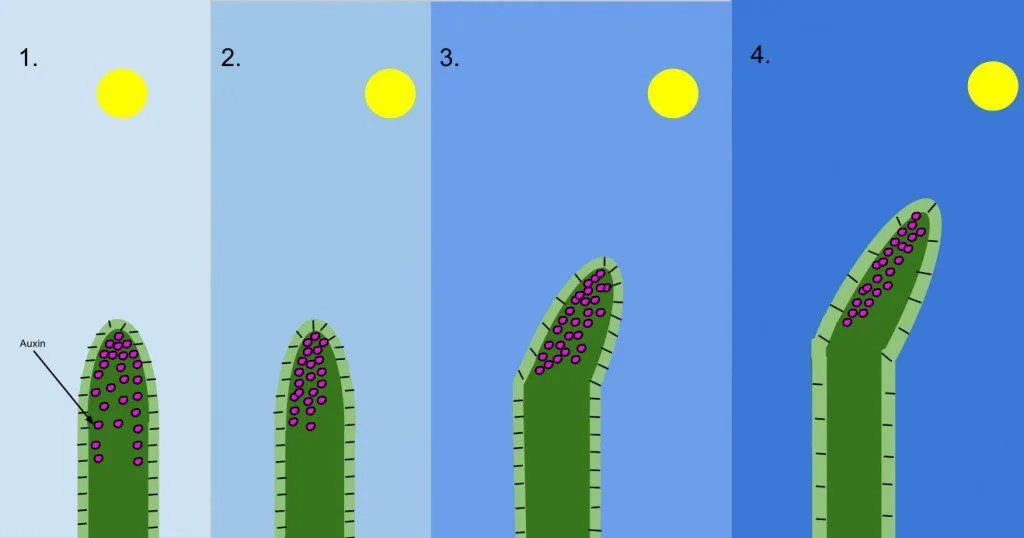 Phototropism Diagram