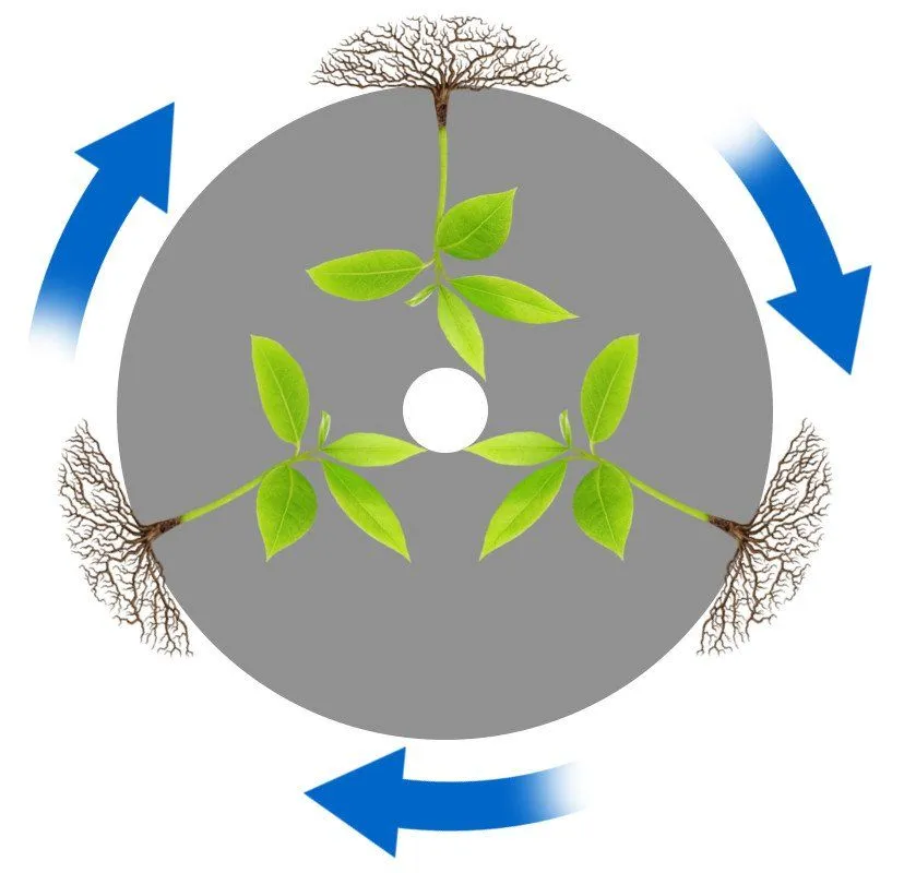 experiment with disk and plants