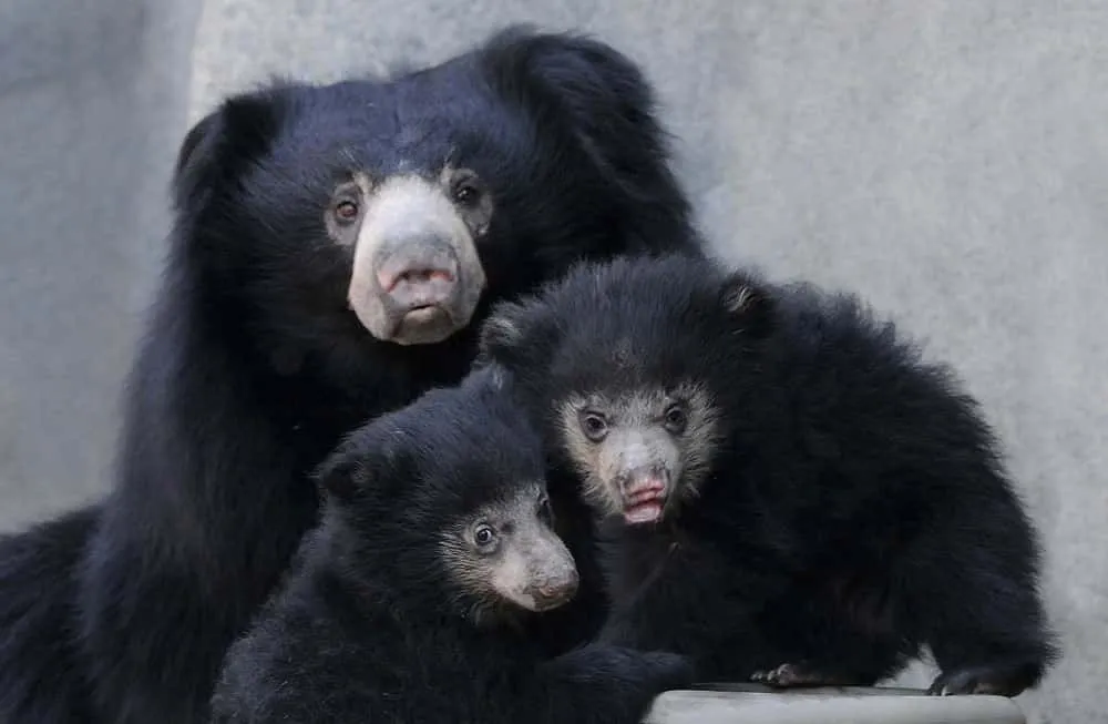 Filial cannibalism is fairly common in sloth bears.