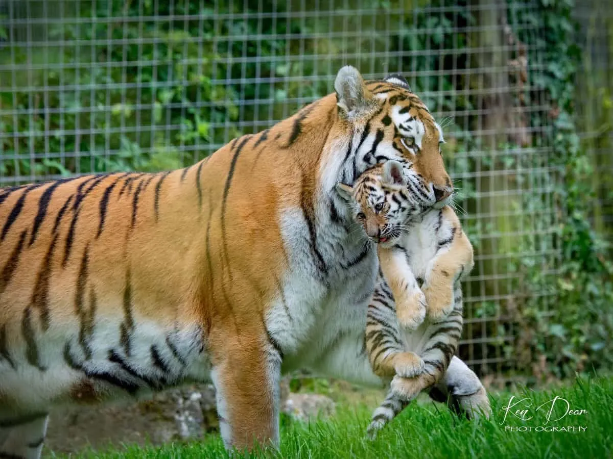 Filial Cannibalism: Why Do Animals Eat Their Young?