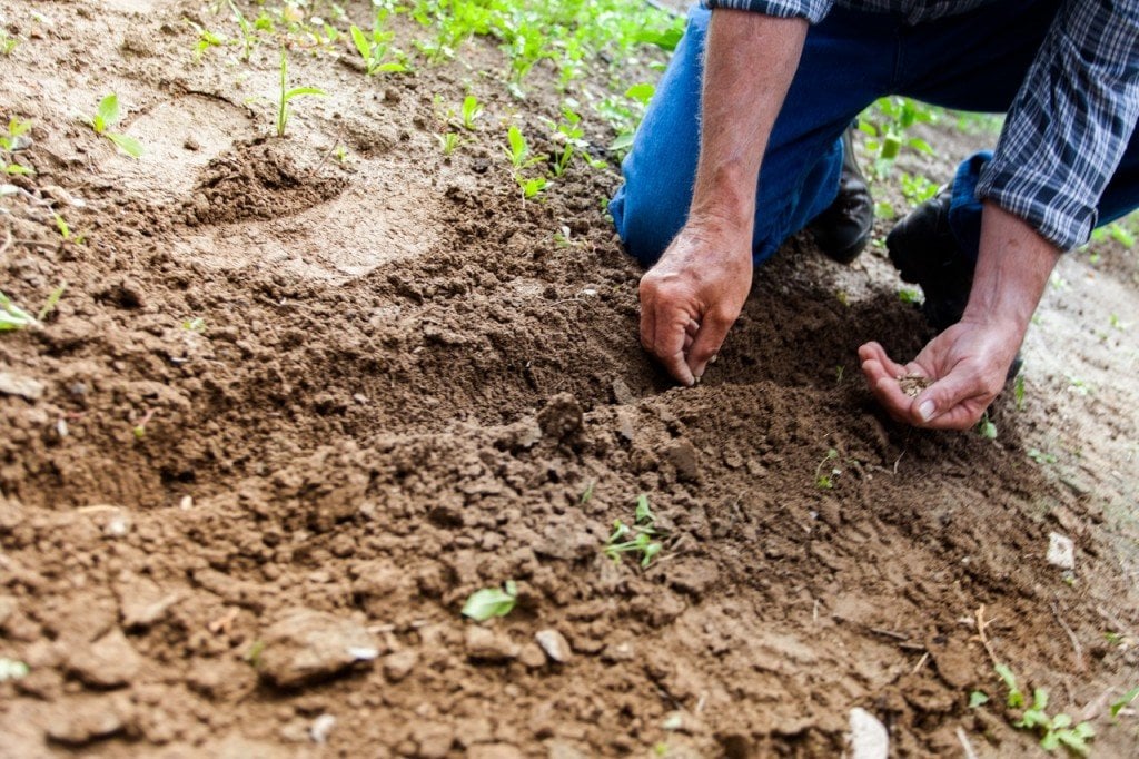 farmer seeds sowing in farm